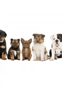 ：家有萌宠(全集)